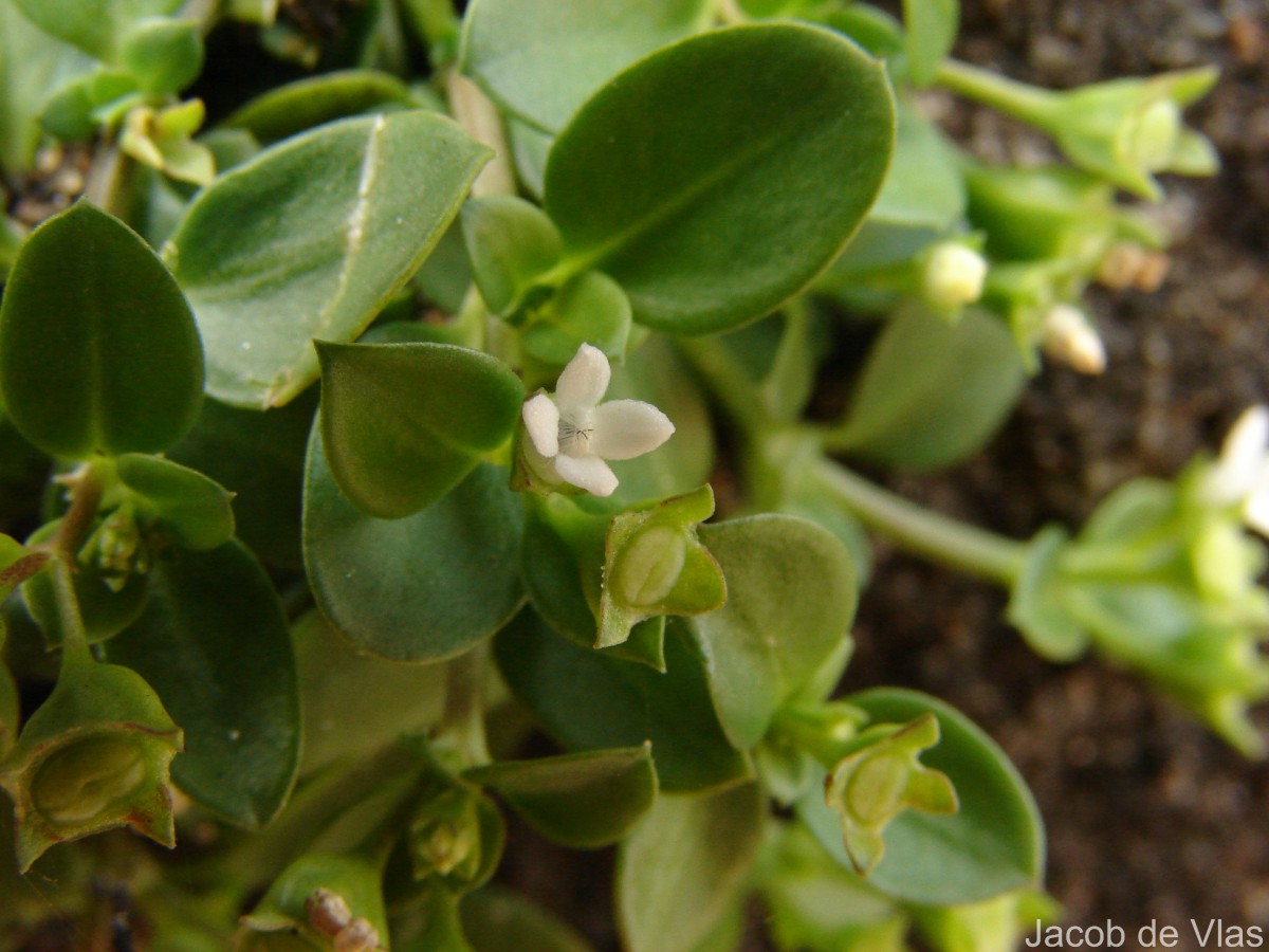 Leptopetalum biflorum (L.) Neupane & N.Wikstr.